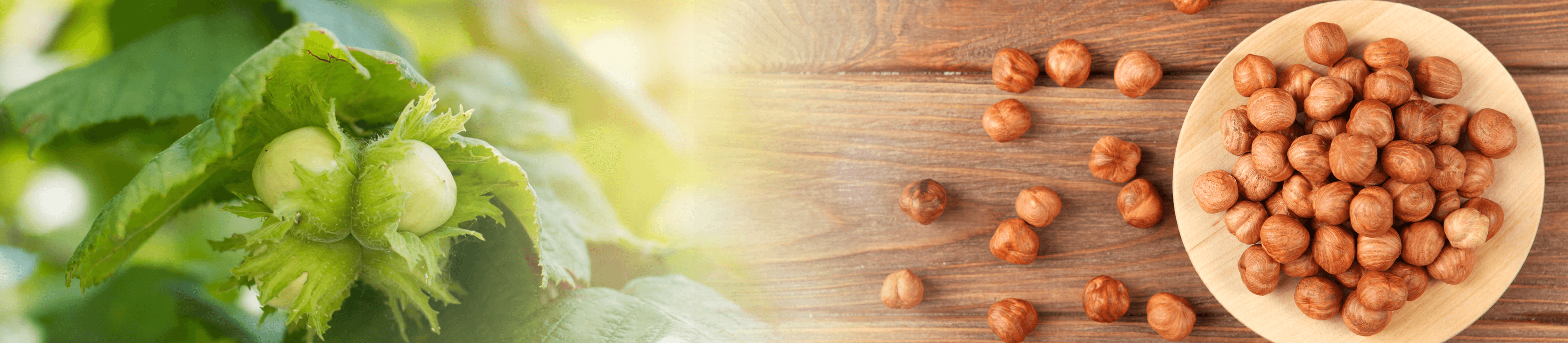 Die Haselnuss: Vom Glücksbringer bis zum Aphrodisiakum