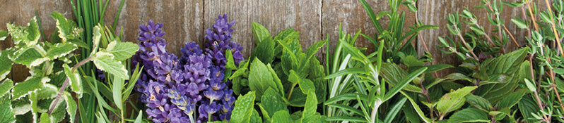 Kräuterhexe: Der Kräuterschnaps für Obstler-Fans