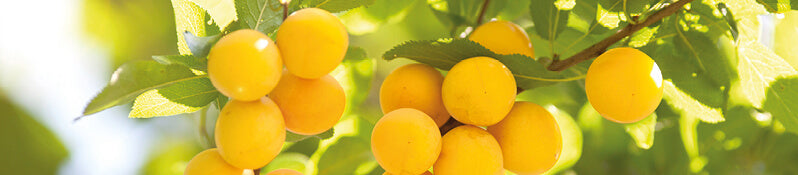 Unser Mirabellenschnaps: Mirabellen aus Elsaß/Lothringen