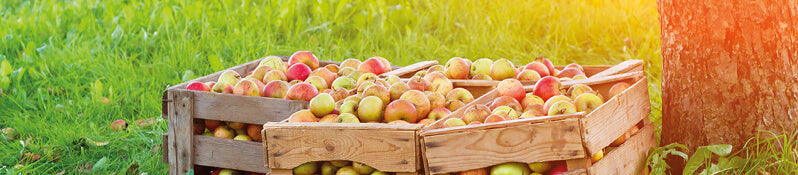 Obstler - das Beste aus Äpfeln, Birnen uvm.