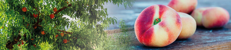 Weinbergpfirsich - Sommer im Glas